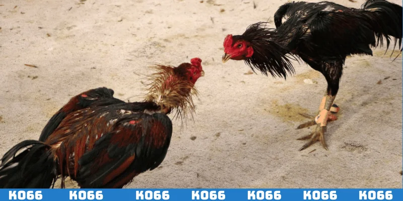 Gà đá thường sở hữu đòn linh hoạt tính quái