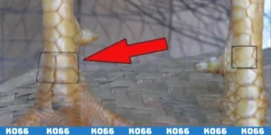 Vảy gà Chiến Vương